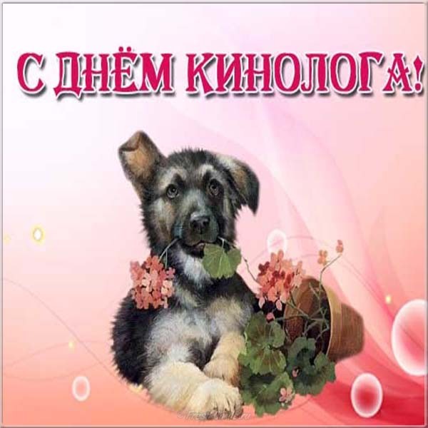 Поздравления С Днем Собак Картинки