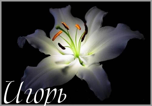 Открытки с именем Игорь скачать бесплатно. Анимационные открытки с именем Иго...