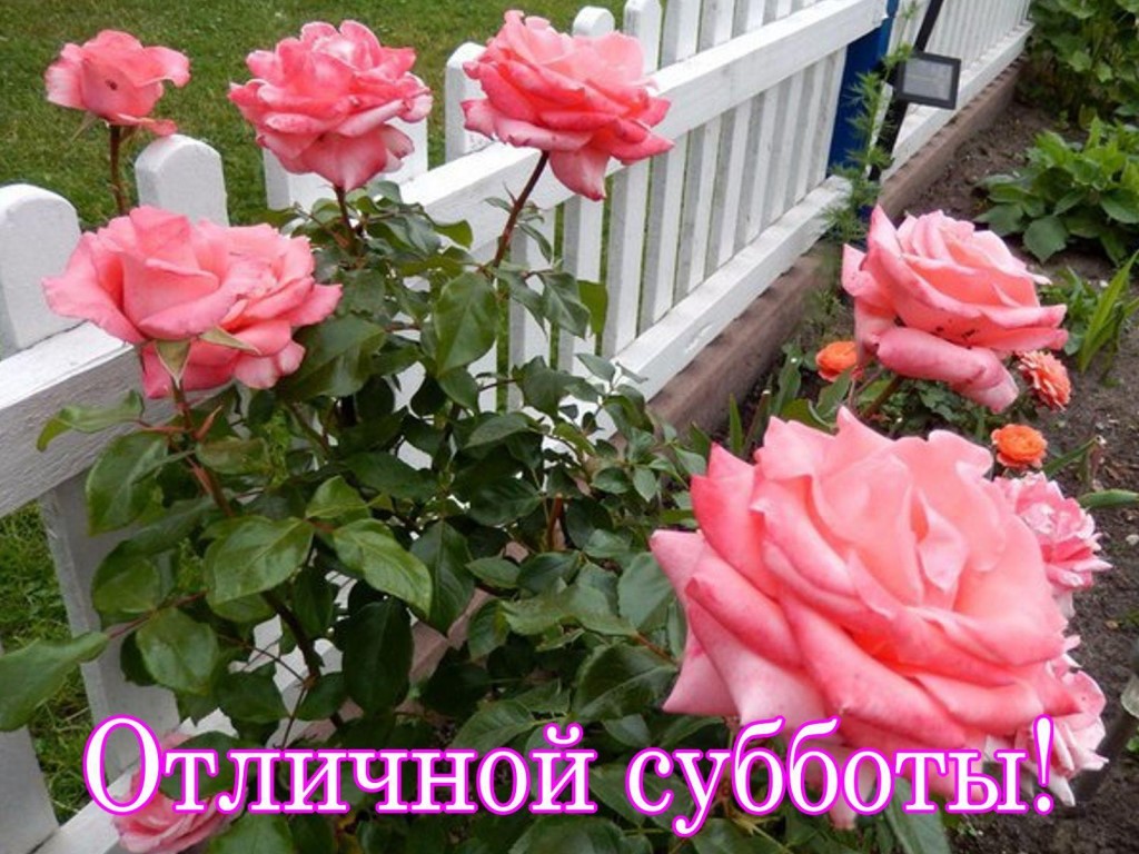 Интересные открытки на субботу. Веселые открытки на выходные.