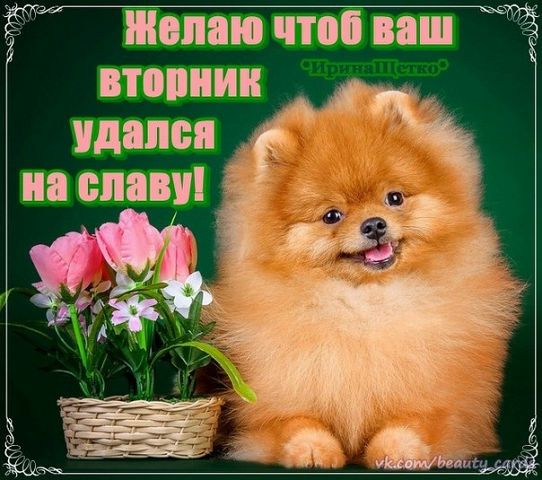 Позитивные открытки на вторник. Картинки про вторник скачать бесплатно.