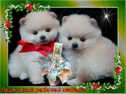 Забавные открытки с пожеланиями удачной недели. Открытки удачной недели скача...