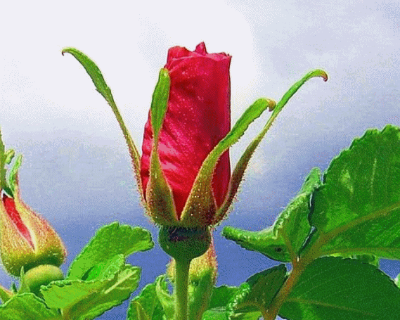 Скачать бесплатно открытки с пожеланиями счастья. Мерцающие открытки желаю сч...