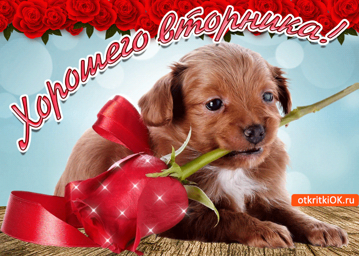 Позитивные открытки на вторник. Картинки про вторник скачать бесплатно.