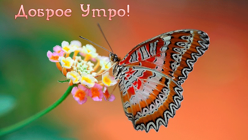 Мерцающие открытки с бабочками. Открытки с красивыми бабочками скачать беспла...