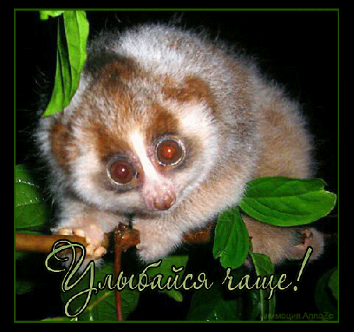 Весёлые открытки с пожеланиями улыбнись. Открытки с улыбкой скачать бесплатно.