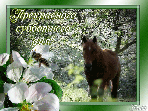 Интересные открытки на субботу. Веселые открытки на выходные.