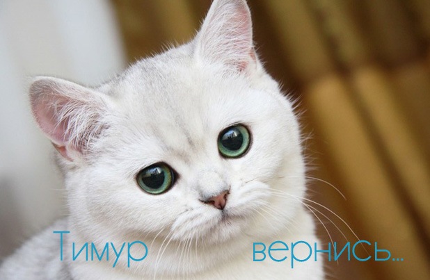 Открытки с именем Тима. С днём рождения Тимур открытки. Поздравительные Откры...