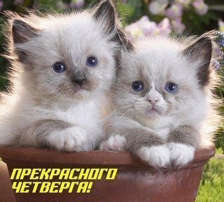 Анимационные открытки доброго утра и отличного четверга скачать бесплатно.