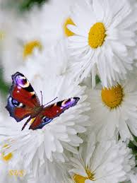 Мерцающие открытки с бабочками. Открытки с красивыми бабочками скачать беспла...