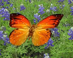 Мерцающие открытки с бабочками. Открытки с красивыми бабочками скачать беспла...