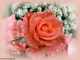 Открытки с полевыми цветами. Красивые открытки с цветами с пожеланиями. 