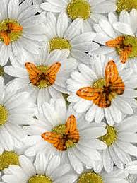 Мерцающие открытки с бабочками. Открытки с красивыми бабочками скачать беспла...