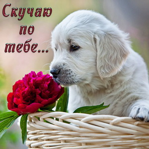 Анимационные открытки скучаю по тебе. Открытки я так скучаю скачать бесплатно.