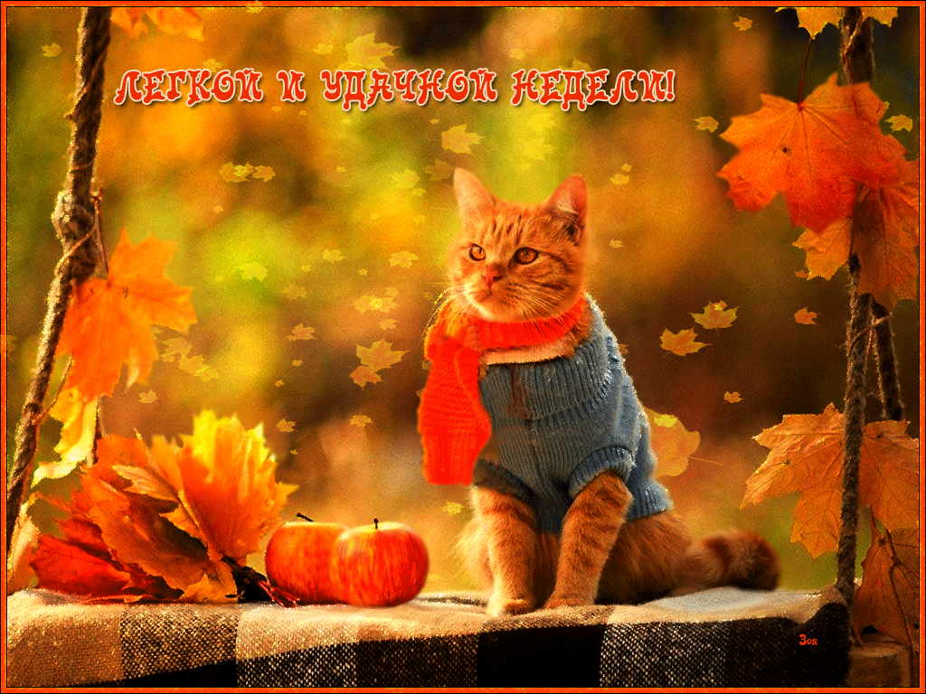 Забавные открытки с пожеланиями удачной недели. Открытки удачной недели скача...