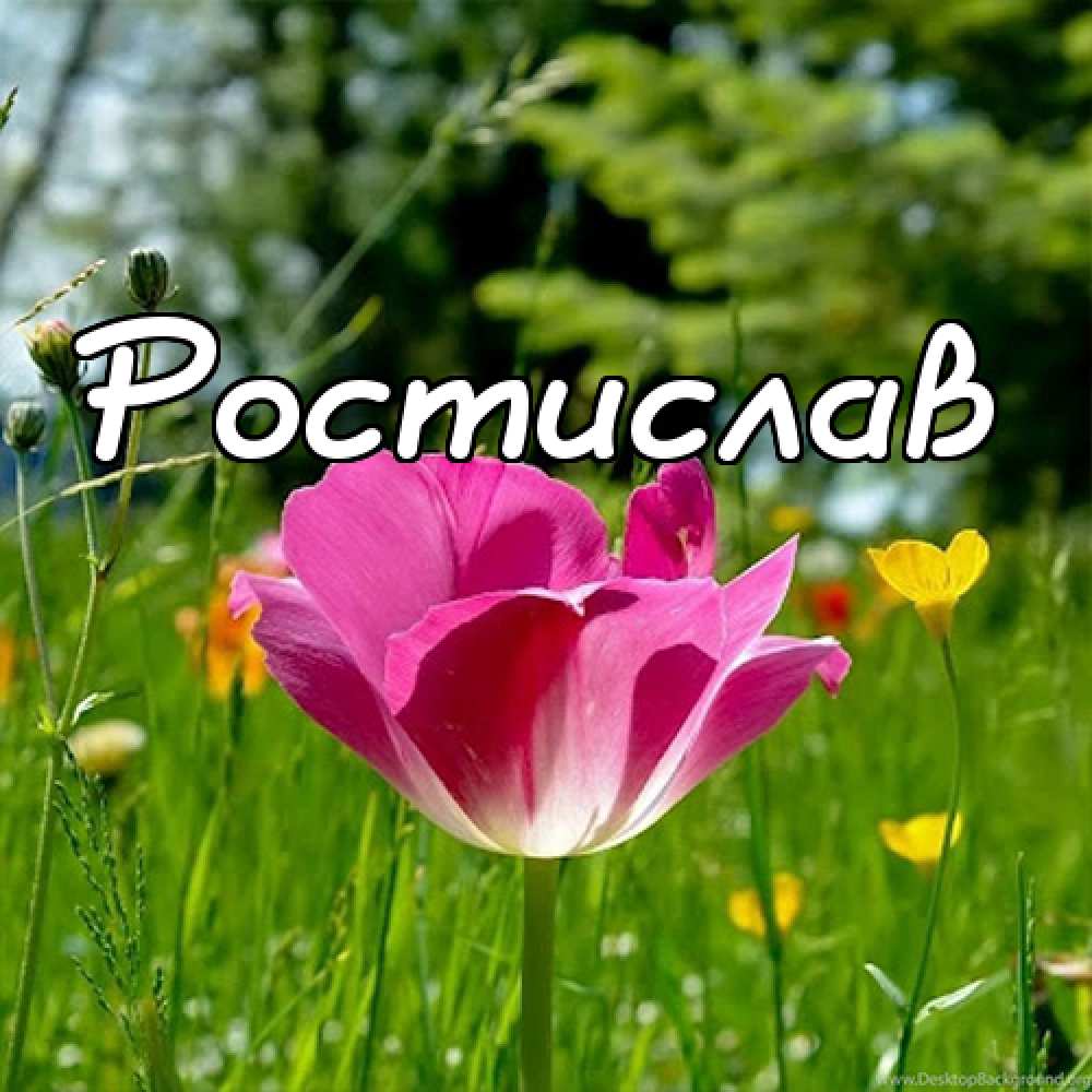 Открытки с именем Ростик скачать бесплатно. Открытки с мужскими именами. С дн...