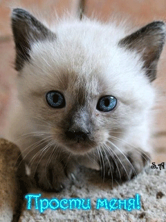 Красивые открытки с извинениями скачать бесплатно. Открытки прости меня gif.