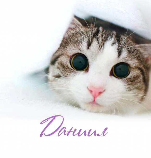 Открытки с именем Даниил gif. Открытки с именем Данил скачать бесплатно.