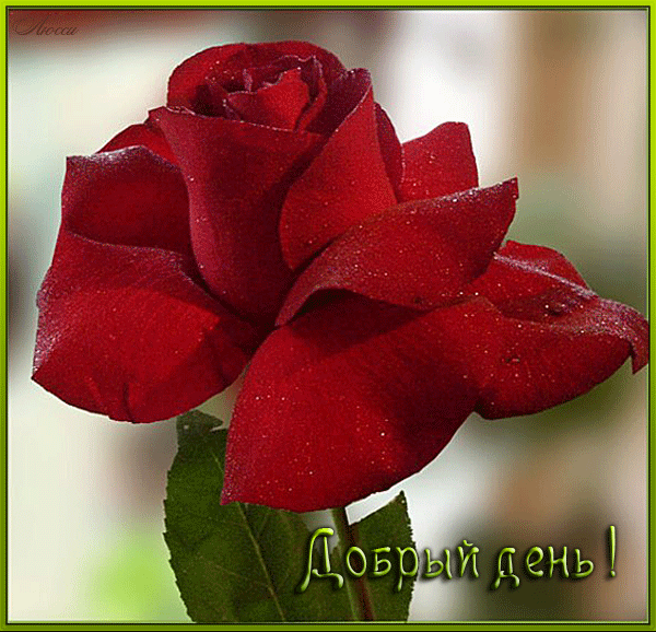 Открытки с пожеланиями хорошего дня. Скачать бесплатно открытки удачного дня.