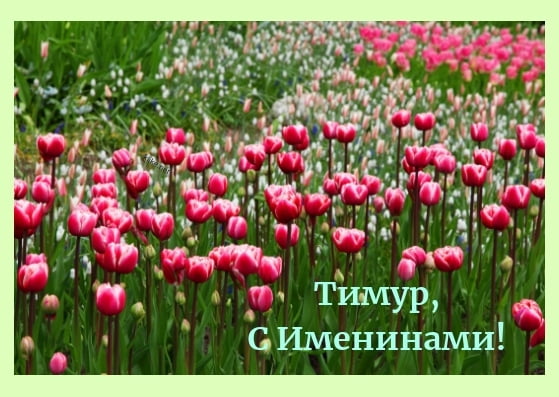 Открытки с именем Тима. С днём рождения Тимур открытки. Поздравительные Откры...