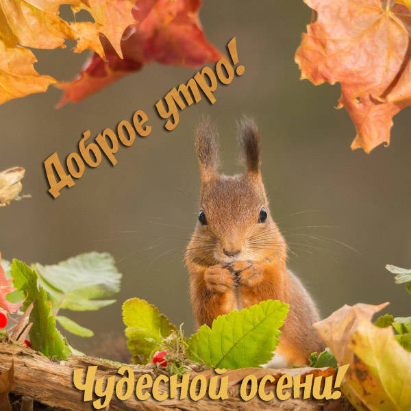 Чудесные открытки на тему Золотая Осень скачать бесплатно gif.