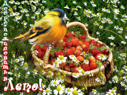 Открытки на тему лета скачать бесплатно. Анимационные открытки про лето.