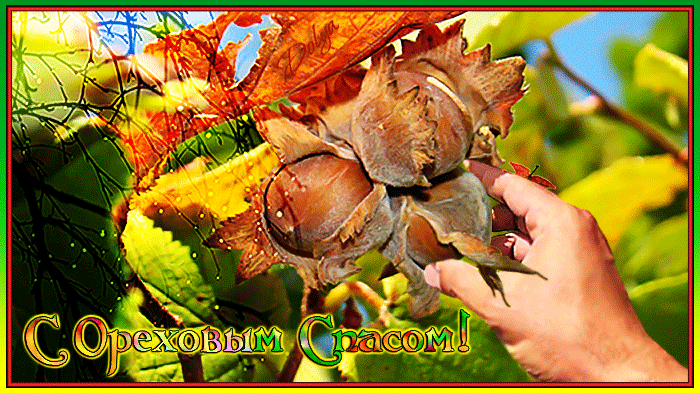 Оригинальные открытки с поздравлениями на Ореховый Спас скачать бесплатно.