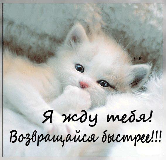 Открытки я жду тебя gif. Открытки возвращайся скорее скачать бесплатно.