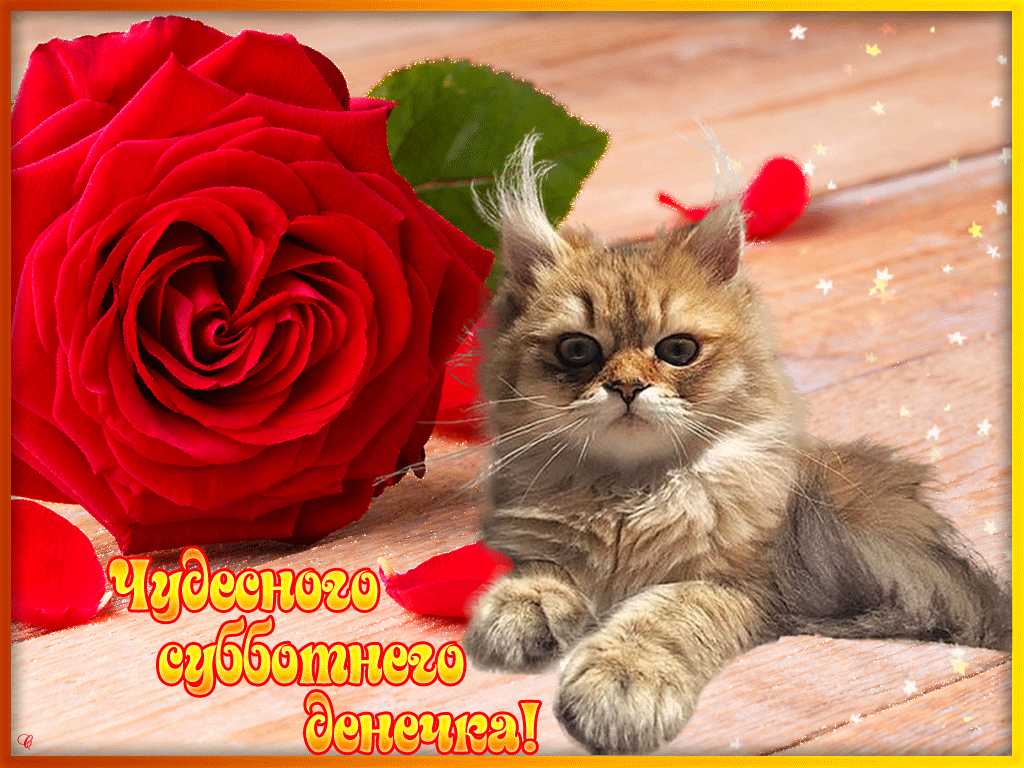 Интересные открытки на субботу. Веселые открытки на выходные.