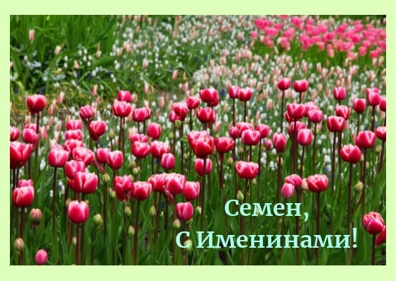 Открытки с именем Семён скачать бесплатно. С днём рождения Семён открытки.