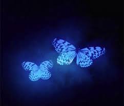 Мерцающие открытки с бабочками. Открытки с красивыми бабочками скачать беспла...