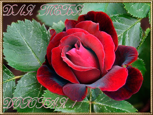 Красивые открытки для тебя скачать бесплатно. Анимационные открытки тебе gif