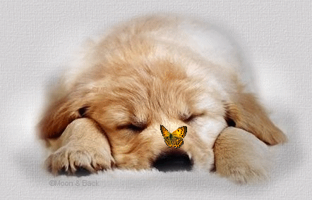 Оригинальные открытки с надписью целую. Открытки с поцелуями на любой вкус.