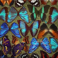 Мерцающие открытки с бабочками. Открытки с красивыми бабочками скачать беспла...