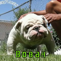 Открытки с именем Владимир скачать бесплатно. Открытки с мужскими именами онл...