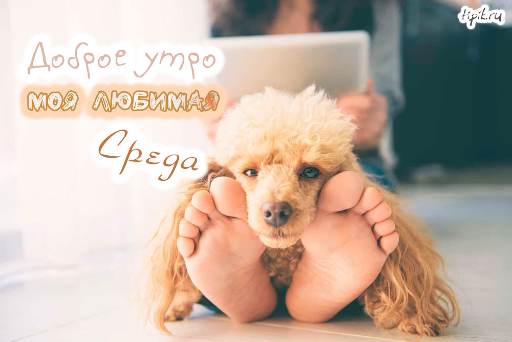 Открытки с пожеланиями отличной среды. Красивые открытки на среду.