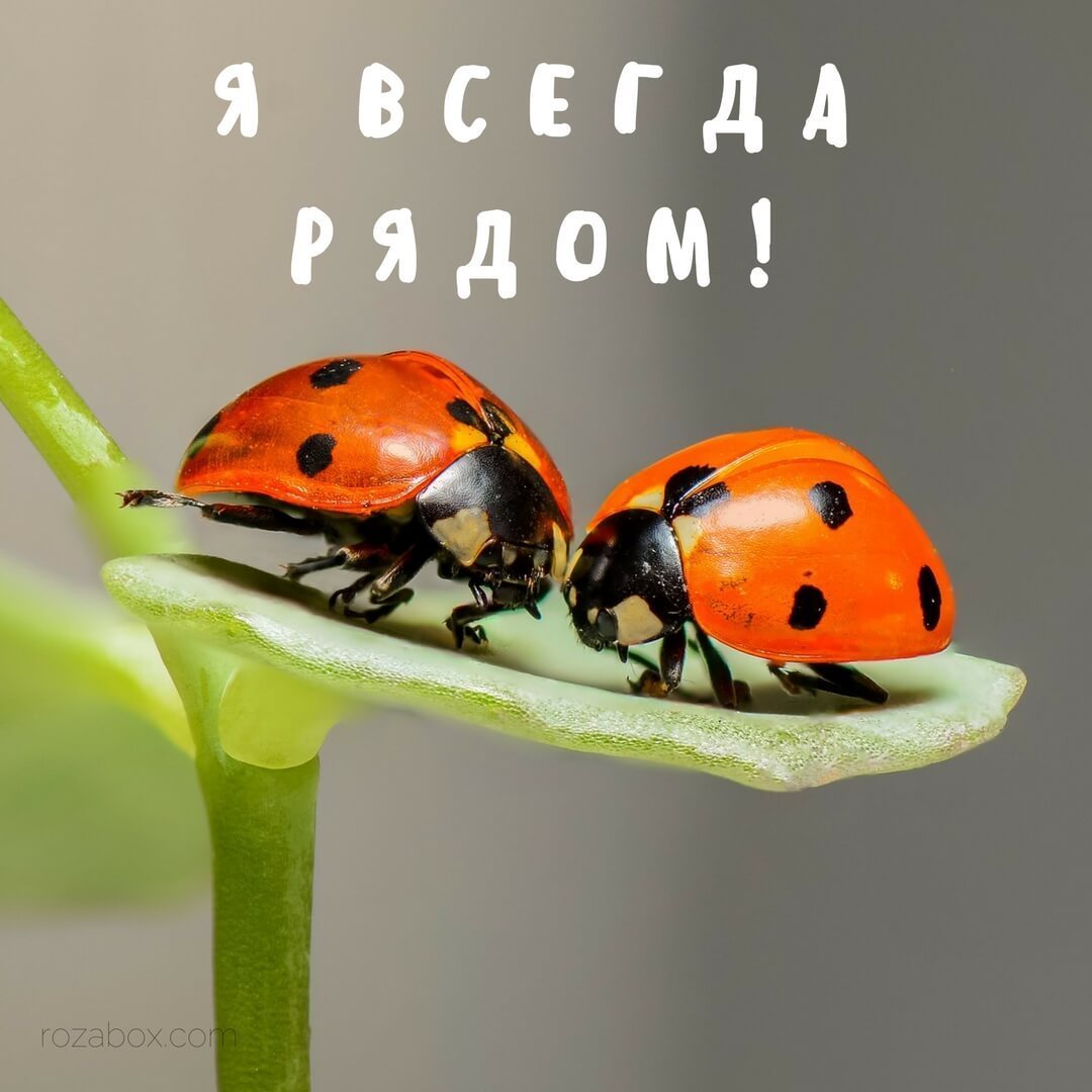 Открытки я всегда буду рядом. Открытки Открытки я рядом с тобой скачать беспл...