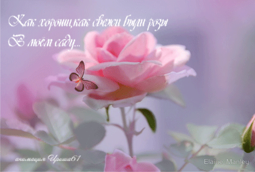 Мерцающие открытки с бабочками. Открытки с красивыми бабочками скачать беспла...