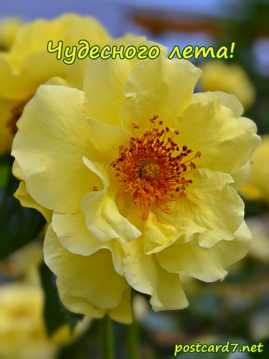 Скачать бесплатно открытки хорошего лета. Открытки с пожеланиями хорошего лета.