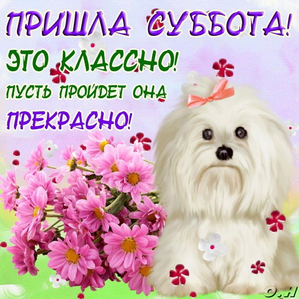 Интересные открытки на субботу. Веселые открытки на выходные. 