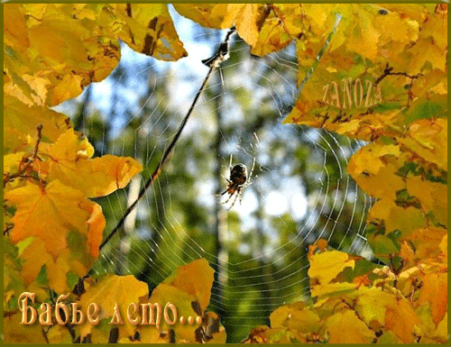 Поздравительные открытки с Бабьим Летом. Анимационные открытки на Бабье Лето. 