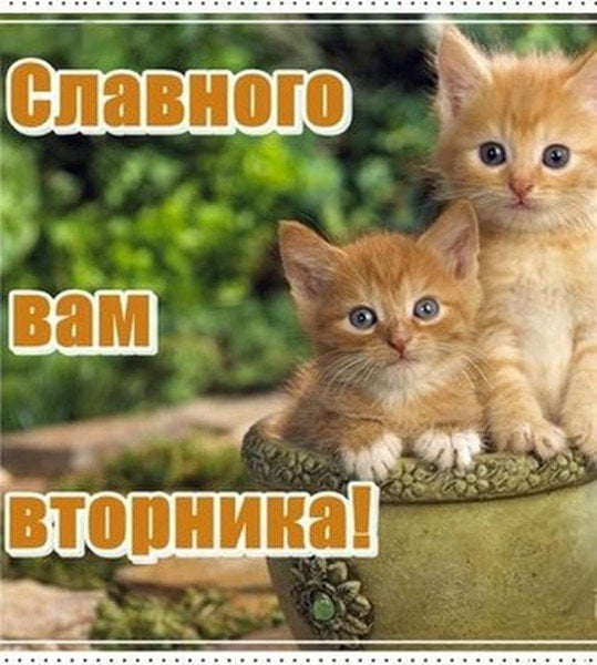 Позитивные открытки на вторник. Картинки про вторник скачать бесплатно.