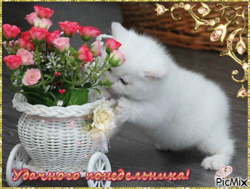 Открытки с пожеланиями легкого понедельника скачать бесплатно.