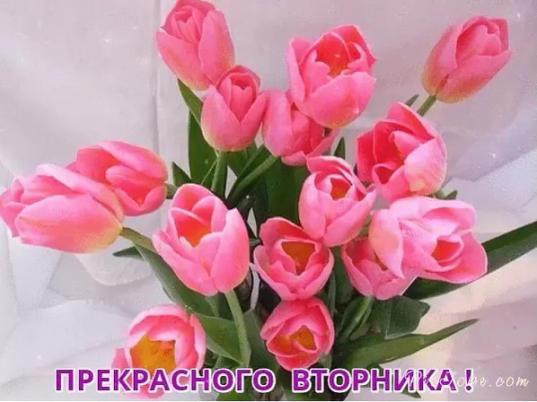 Позитивные открытки на вторник. Картинки про вторник скачать бесплатно.