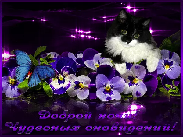 Гифки с пожеланиями на ночь. Открытки с пожеланиями спокойной ночи