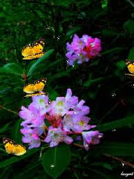 Мерцающие открытки с бабочками. Открытки с красивыми бабочками скачать беспла...