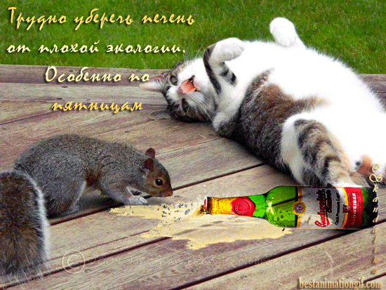 Прикольные открытки на пятницу. Открытки с пожеланиями на пятницу скачать бес...