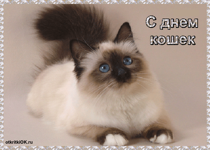 Скачать бесплатно прикольные открытки с днем кошек. Открытки с днем кошек gif.