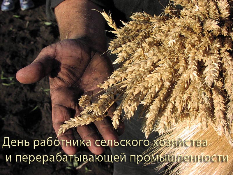 Открытки на день работников сельского хозяйства и перерабатывающей промышленн...