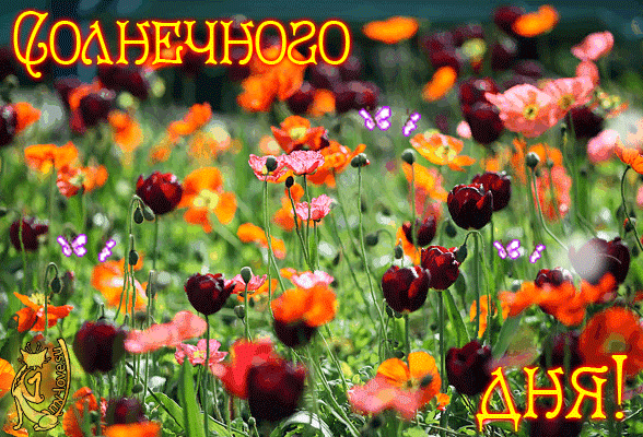 Открытки на тему осени скачать бесплатно. Анимационные открытки про лето.