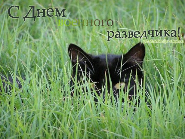 Праздничные открытки с днем военного разведчика скачать бесплатно.